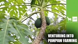 Venturing Into Pawpaw Farming