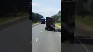 случай на дороге, полный самосвал дохлых свиней, вонище ужасное