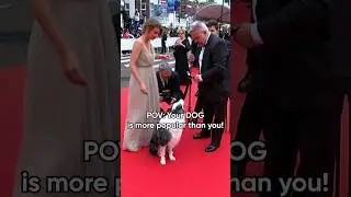 Red carpet runs don't get better than this 😍📸 #Insta360 #dog #doglover #pov #funny #shorts #fyp