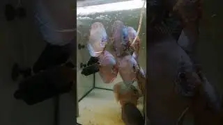Дискусы и живой чертик.