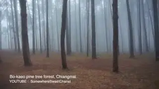 Somewhere Sweet : Bo kaeo pine tree forest, Chiangmai