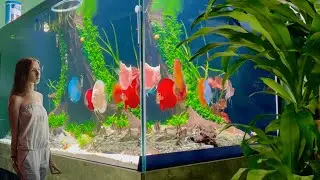 Revel in the Harmonious Beauty of the Planted Discus Fish Tank