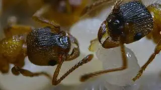 The caterpillar tricked its way into an anthill and the ants thought it was the queen.
