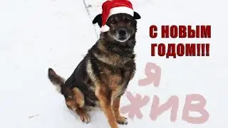 Веселое видео. Собака выздоровела.