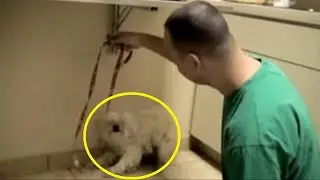 They wanted to put the frightened dog to sleep, but they took it an hour before it was put to sleep!