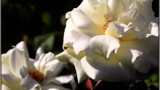 Лучший клип о любви в хорошем качестве
