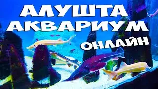 Крым Алушта Аквариум 2020 онлайн экскурсия. Алуштинский аквариум обзор во всей красе. отдых в Алуште