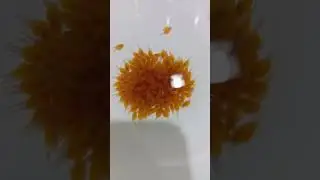 Золото скифов, самец анциструс, самка за семью печатями🤣🤣🤣