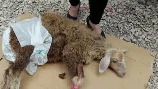 girl slaughtering a sheep