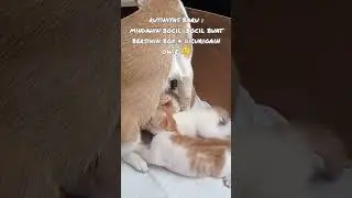 Penuh Curiga 😼😐 