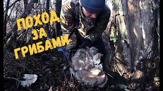 Тихая Охота на Вешенку! Грибы 2021