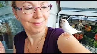 Gouldian finch hand feeding