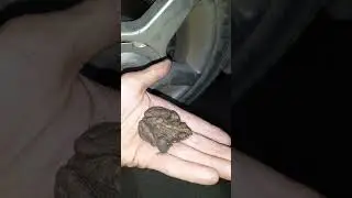 Кто это. Необычная лягушка. Бошняково