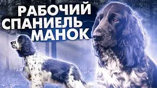 Охота с спаниелем. « Манок » работает