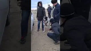 Тохмет - Туркменский Волкодав!