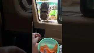 Zebra Asks For Carrots On Safari