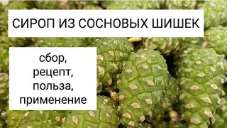 Сироп из Сосновых Шишек для Здоровья. Сбор, Рецепт, Польза и Применение.