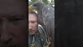 Почему у Хрюни не белеет голова ??? 🦅🦅🦅 #орланбелохвост