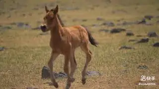 A little horse is ruining and seeking mom