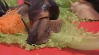 Ахатины. The species of snails