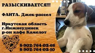 Пропала собака ! ФАНТА , Иркутская область , г. Нижнеудинск