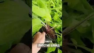 хоста ЛИПСТИК БЛОНД 