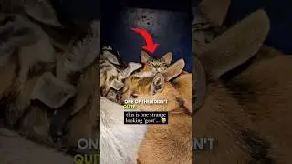 One of these goats is not like the other... 😂