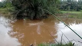 NIAT NYA MANCING IKAN NILA MALAH KEBANJIRAN STRIKE IKAN GABUS SAMAPAI PULUHAN EKOR