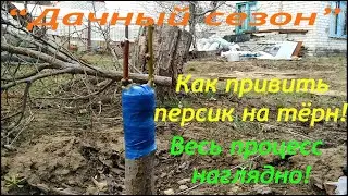 Как привить ПЕРСИК на ТЁРН! Весь ПРОЦЕСС наглядно!