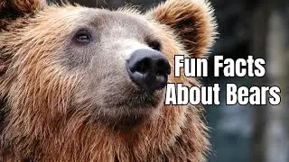 Amazing Facts About Bears - Bear Facts And Information