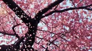 Cherry Blossom 10 minutes. / Вишня в цвету 10 минут.