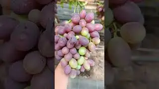 виноград Сюзанна