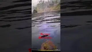 Трофейный Таймень 