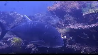 Giant Trevally in Mainit Point - Anilao Dive Resort Site by Blue Ribbon Dive Resort