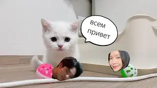 Пополнение в нашей семье (Cheeze)