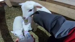 ОНА ДОЛЖНА ВОТ-ВОТ  РОДИТЬ ! ПОЛНЫЙ ОБЛОМ !