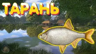 Тарань | р. Северский Донец | Русская Рыбалка 4
