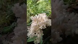 Что за гриб? Кто знает?