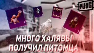 НОВАЯ ХАЛЯВА pubg mobile! ПОЛУЧИЛ ПИТОМЦЕВ БЕСПЛАТНО В ПУБГ МОБАЙЛ!!!