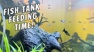 Freshwater Community Tank Feeding Time!
