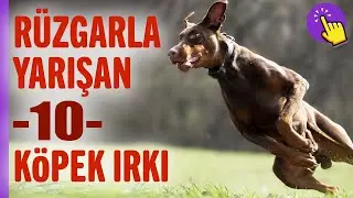 İşte dünyanın en hızlı koşan 10 köpek ırkı | Hayvanlar alemi | İlginç bilgiler | Aklında olsun