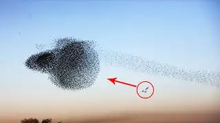 Почему птицы не сталкиваются в небе