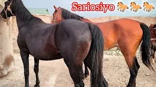Сурхондарё Сариосиё От Бозори От Ишкибозлари 👍👍👍🐎🐎🐎