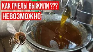 ПЧЕЛЫ В ЗИМУ БЕЗ МЕДА!!! ЧТО ДЕЛАТЬ???