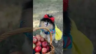 Snow White themed photoshoot with my dog 🍎 