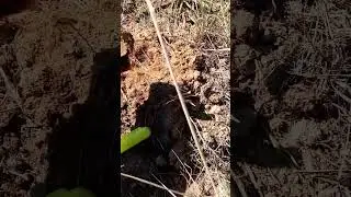 Бухарский Асс 