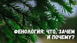 Фенология: что, зачем и почему?