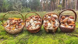 БЕЛАЯ ГОРЯЧКА!!! НАШЕСТВИЕ ЕЛОВЫХ БЕЛЫХ ГРИБОВ!!! 15 ИЮЛЯ 2023.