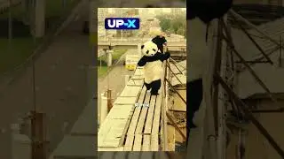 🤨 Русское развлечение - бегать за пандой по крышам
