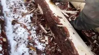 Как ошкурить дерево? / Для чего снимать кору с дерева?